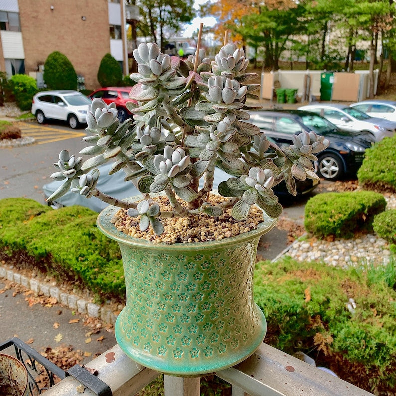 Boutique Big Rare Succulents/Cotyledon Orbiculata cv. Variegated/What You See is What You Get/Bare Root Without Soil Pot/Plants Gifts