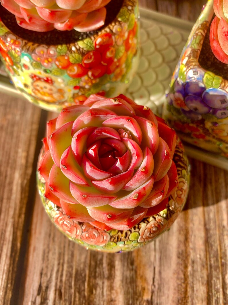 Pet-safe Succulent - Echeveria 'Silhouette' - Classic Rose-shaped Rosette Plant
