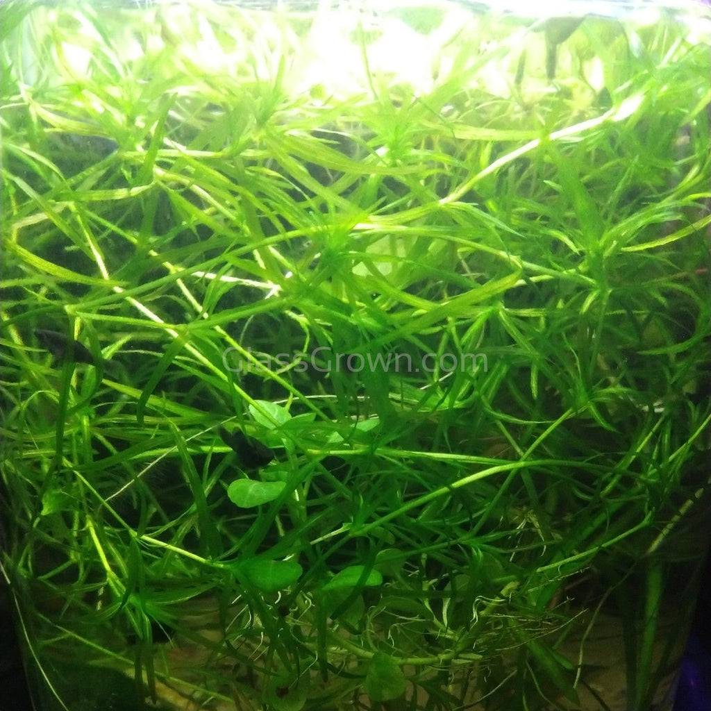 Grower's Choice Low Light Plants (6 Bunches)