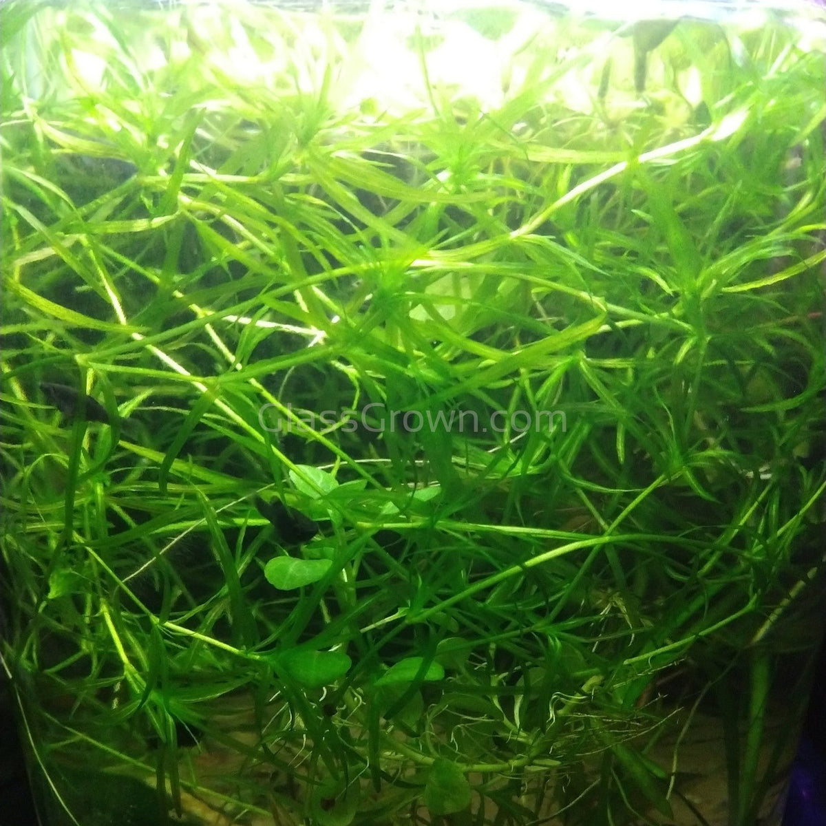 Grower's Choice Low Light Plants (6 Bunches)