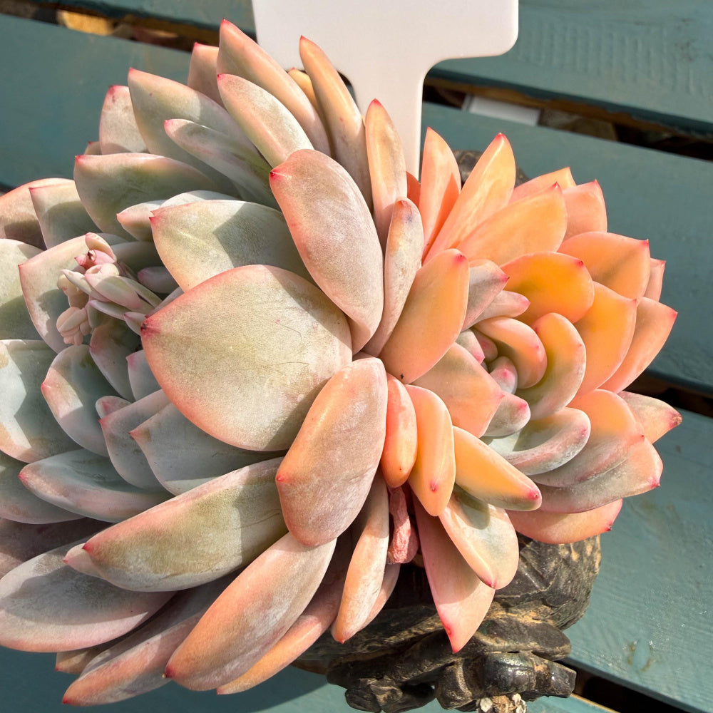 CML078-0007 Exact Plant Shown – Echeveria 'Orange Monroe' Variegated 4.5" Mature Plant | What You See Is What You Get Rare Succulent