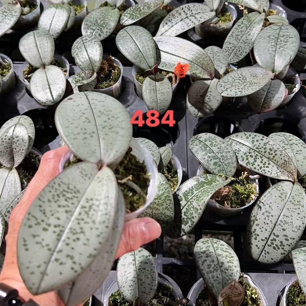 Phalaenopsis schilleriana (复古脈M2 x 银狼梅子脈)