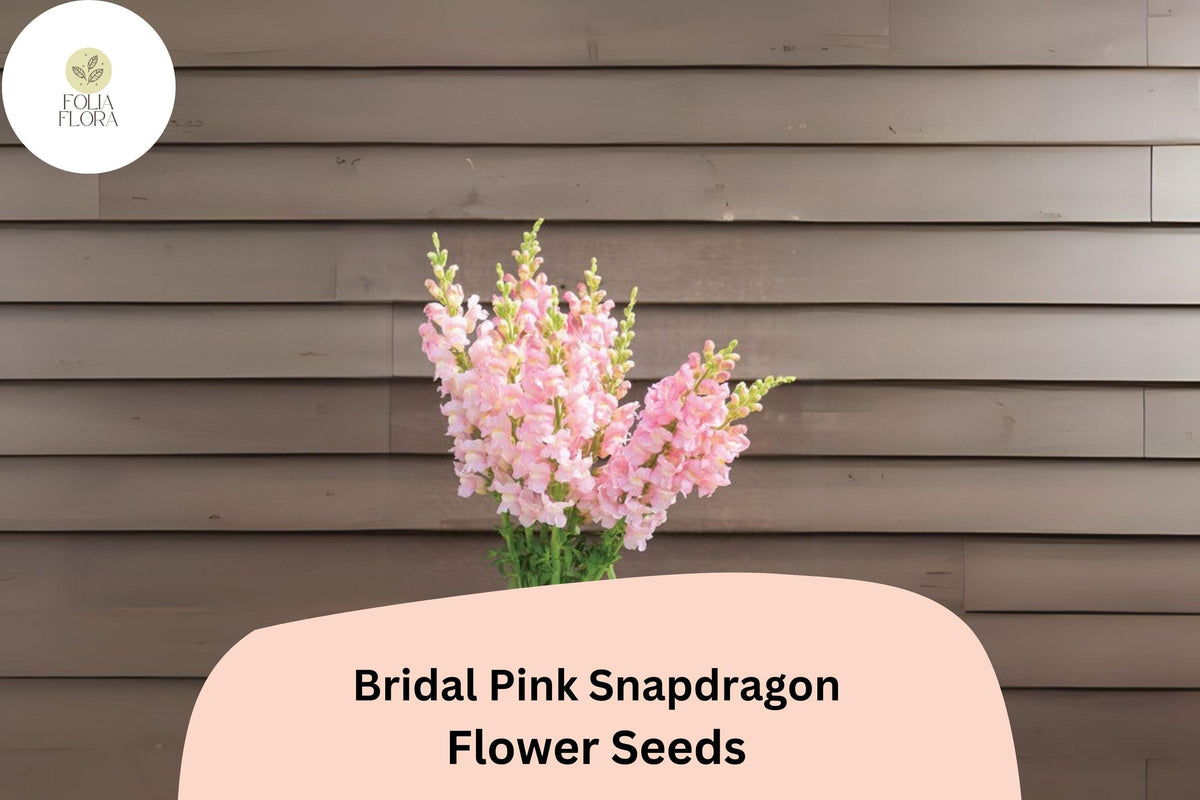 Bridal Pink Snapdragon Seeds (Antirrhinum majus) | 1000+ Soft Pastel Pink Blooms for Gardens & Borders