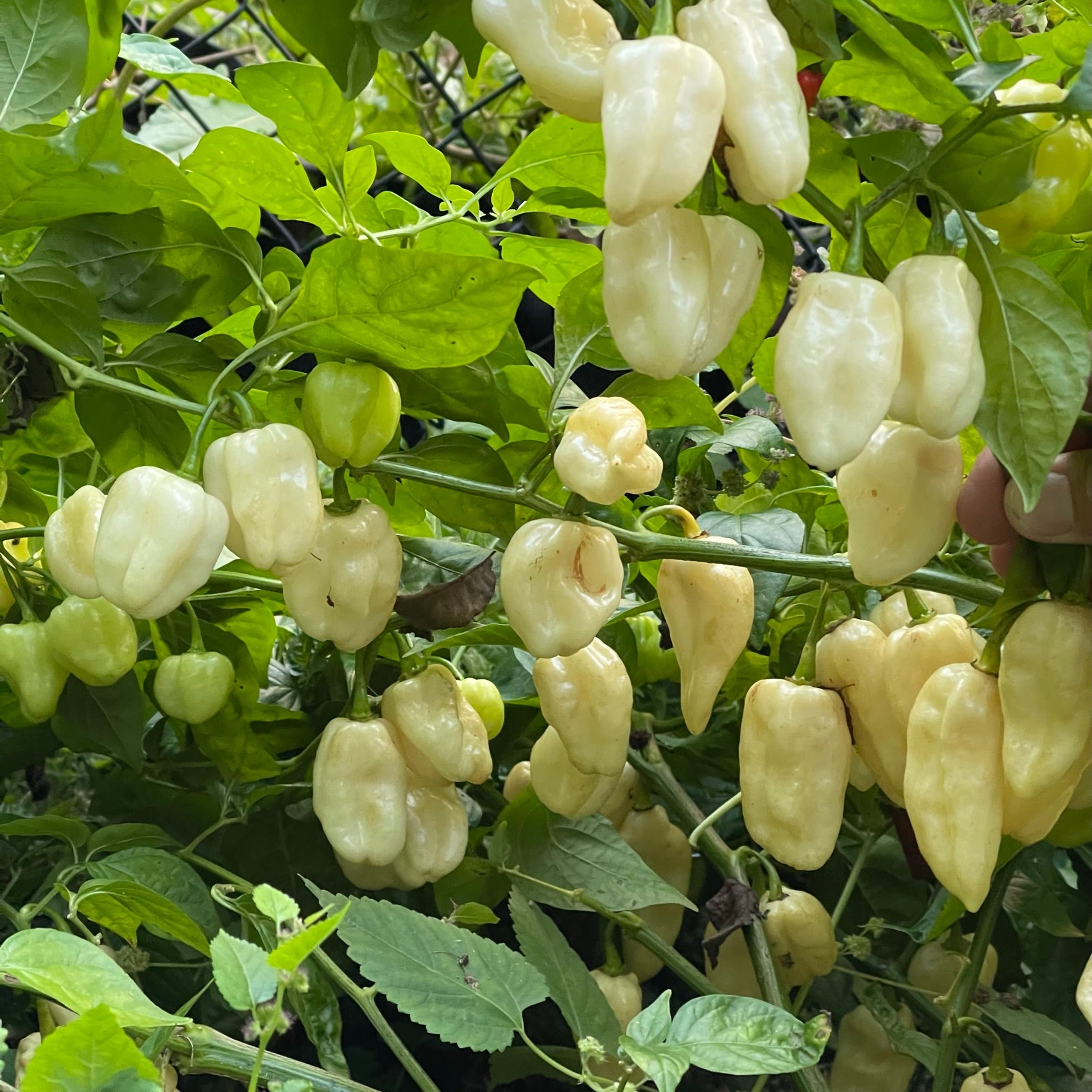 Snow White Habanero - Seeds