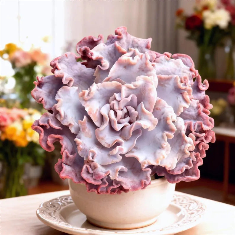 Crispate Beauty Rare Succulent Plants, 3.5" Green Imported Live Succulent Plant, Indoor Office Wedding Party Decor Gifts