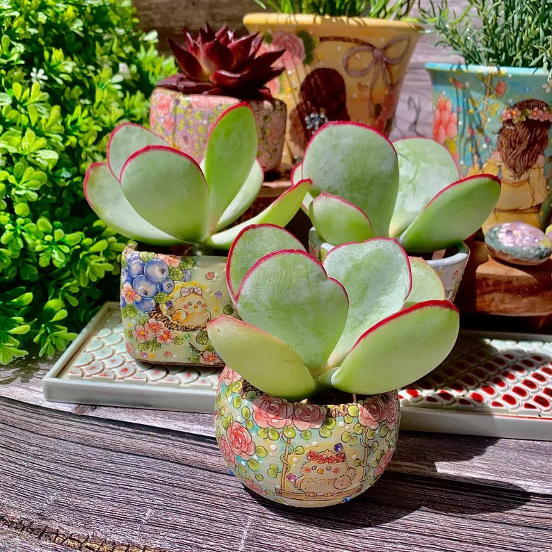 Cotyledon Orbiculata 'Frost Kiss' - Approx. 1.5" Diameter - Vibrant and Beginner-Friendly