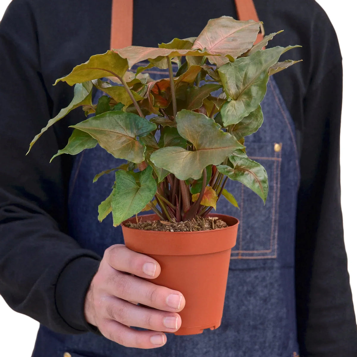 Syngonium Merry Dark Allusion