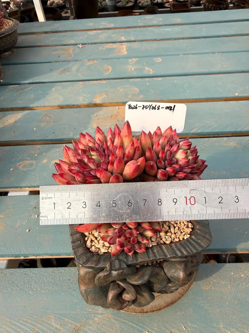 Rare Well-established Succulent --❉ Echeveria 'Pink Cherry' Gen 2 ❉–- Carefully for 42+ Months WYSIWYG Plant No. EDY068-0021