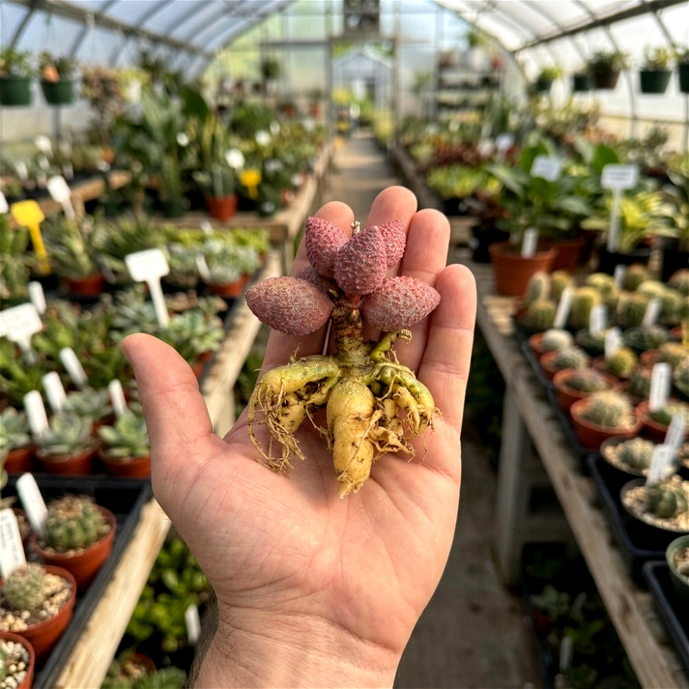 2"-2.5" Adromischus 'Eve' Live Succulent Bare Root | Warty Water Drop Rare Plant | Gifts for Succulent Lovers