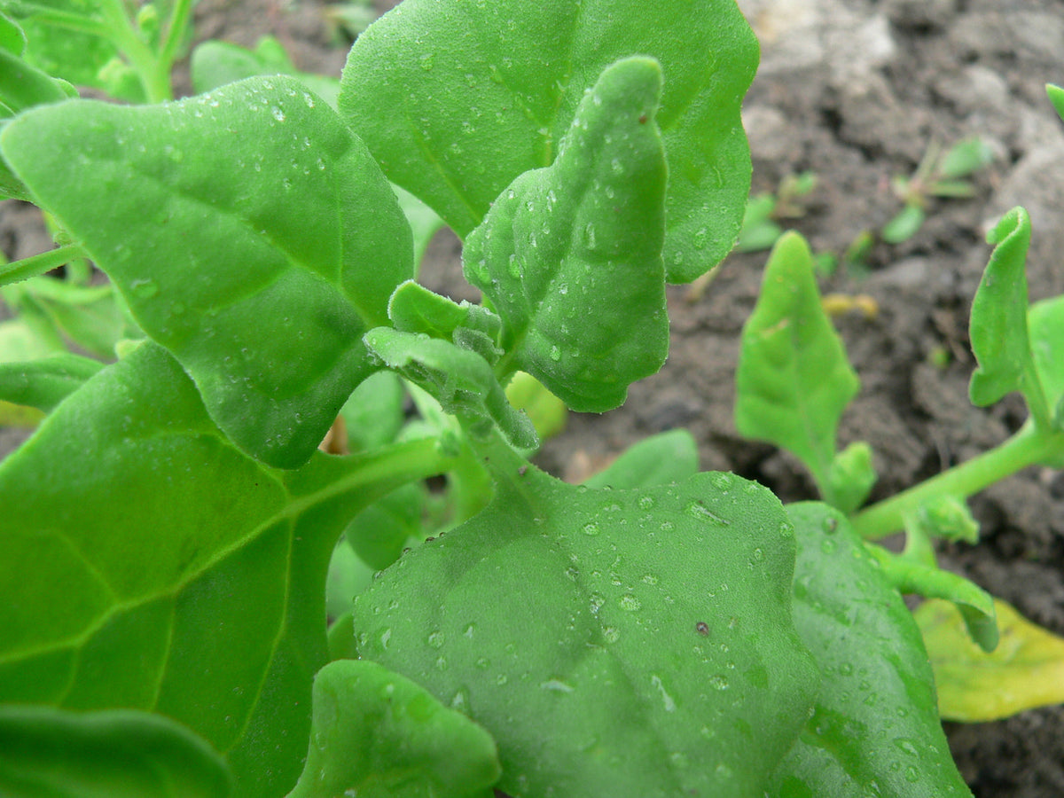 750 New Zealand Spinach Seeds - Non-GMO - Heirloom Spinach