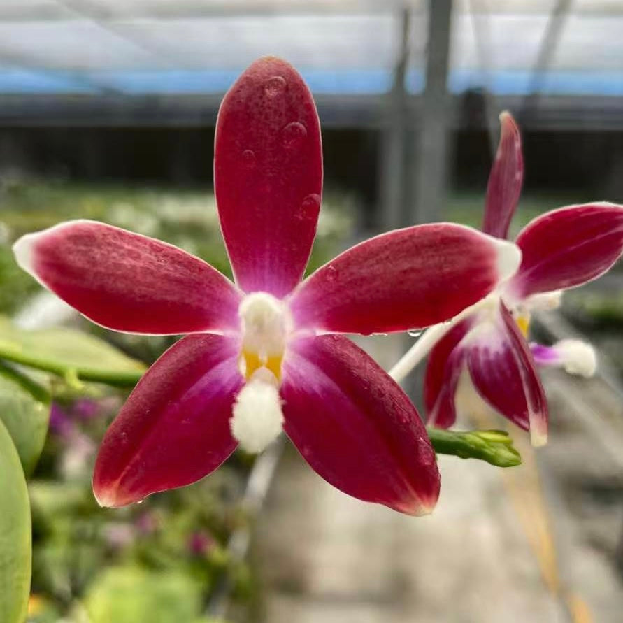 Phalaenopsis speciosa ‘YL28’