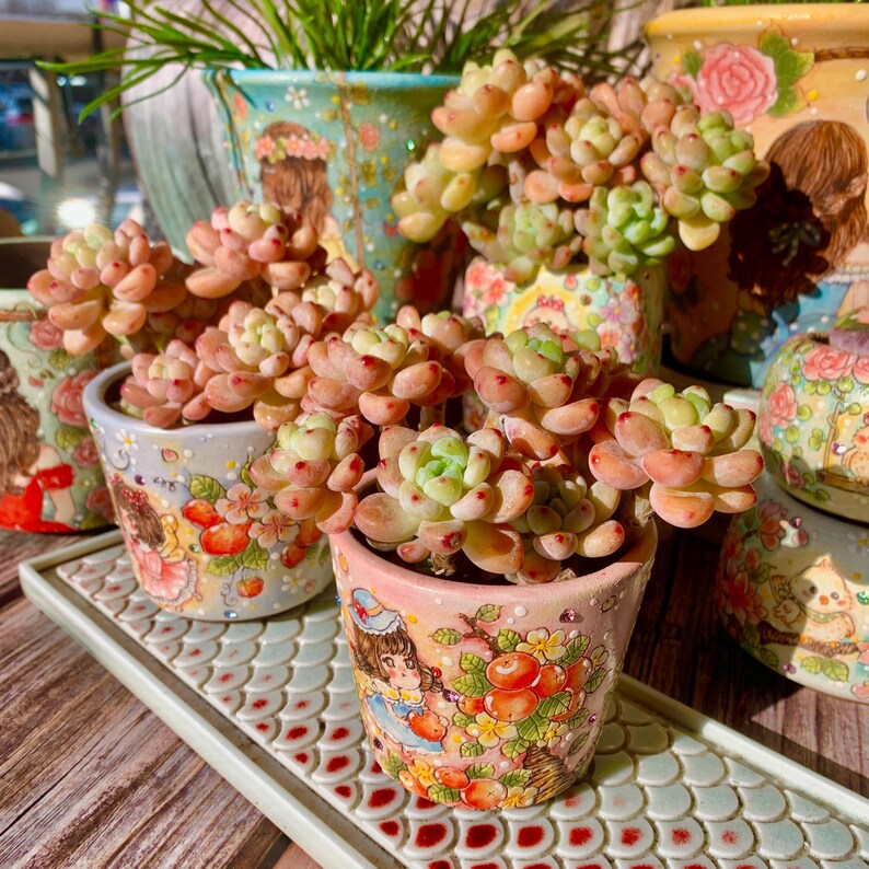 [Mother's Day Gifts] A Rarely Succulent With Delicate Fragrance - Sedum Clavatum Variegated - Compact Rosettes as Decorative Plants
