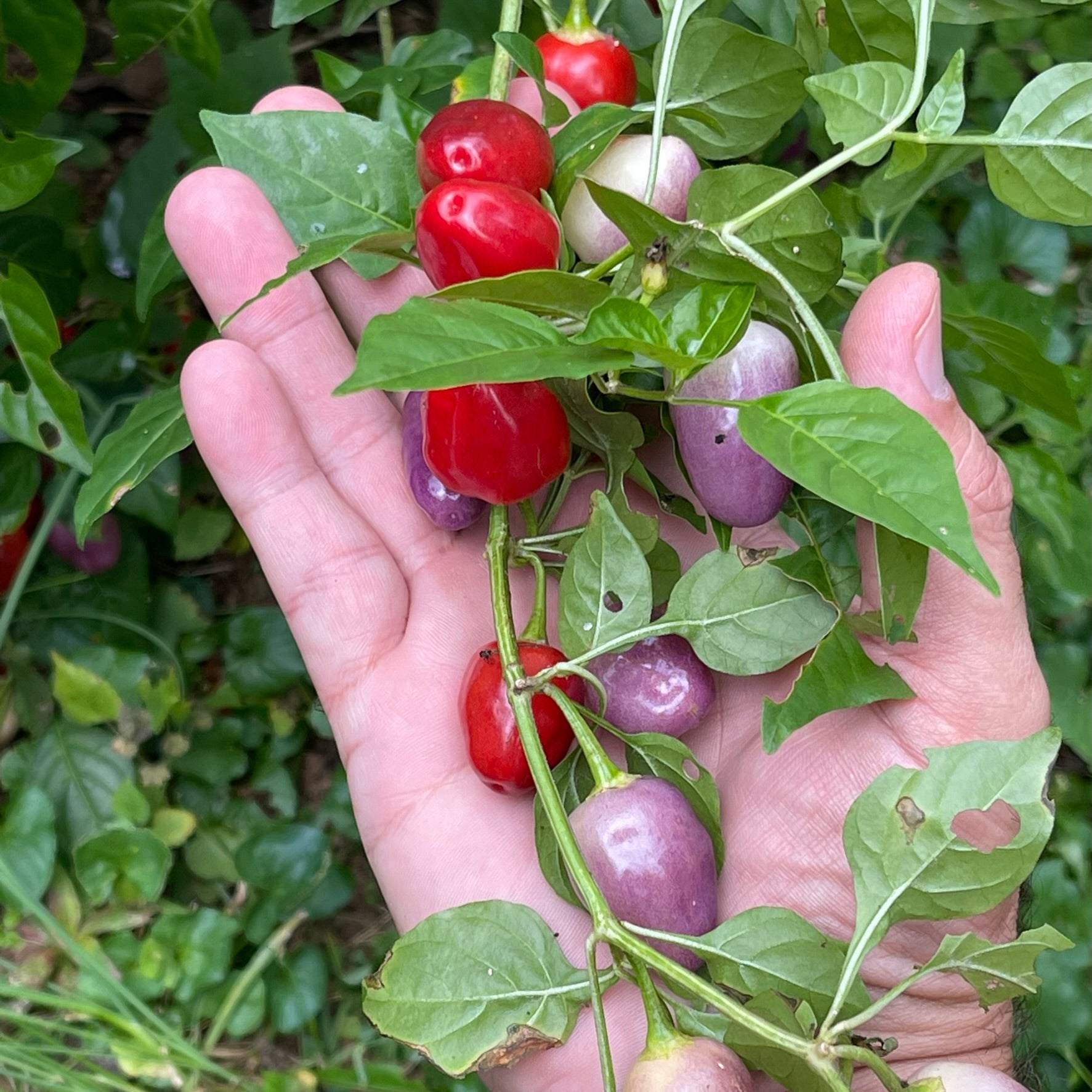 Aji Ayuyo - Seeds