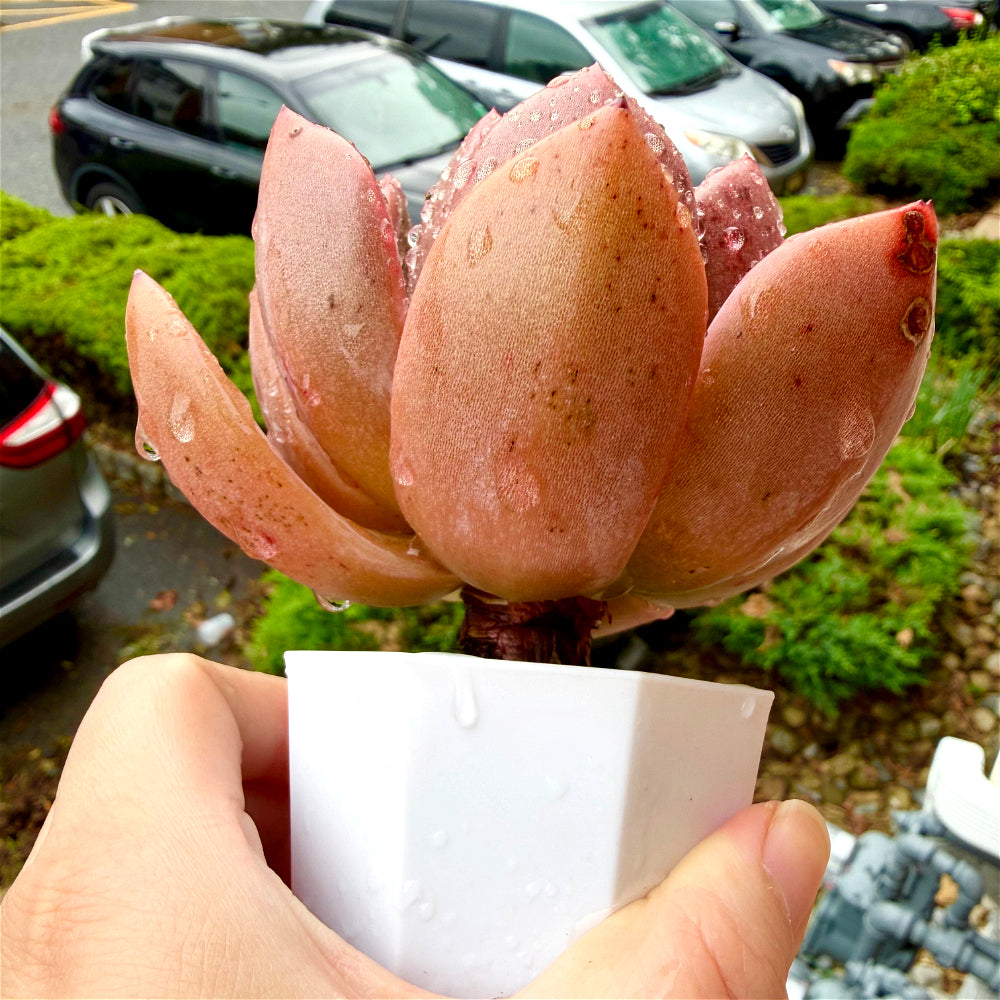 Rare Echeveria 'Wine Champagne' 4.5"-5" Boutique Succulent - 1 of 1 WYSIWYG Live Plant - Exact Plant Shown