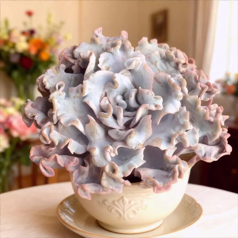 Crispate Beauty Rare Succulent Plants, 3.5" Green Imported Live Succulent Plant, Indoor Office Wedding Party Decor Gifts
