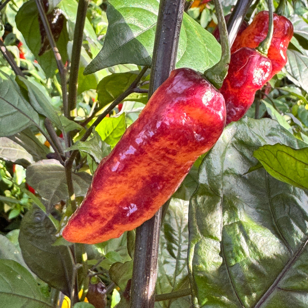 Black Bastard Peach - Seeds