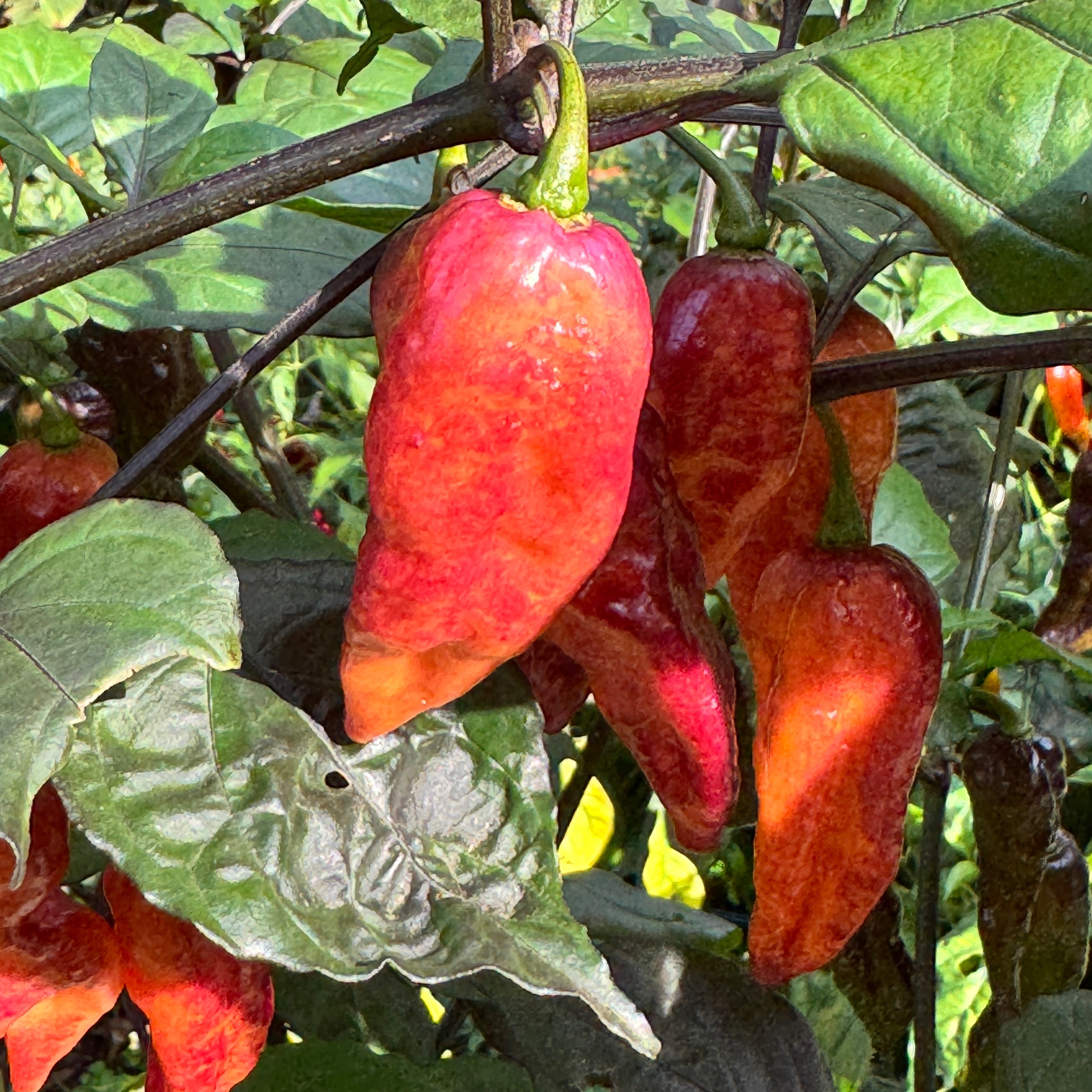 Black Bastard Peach - Seeds