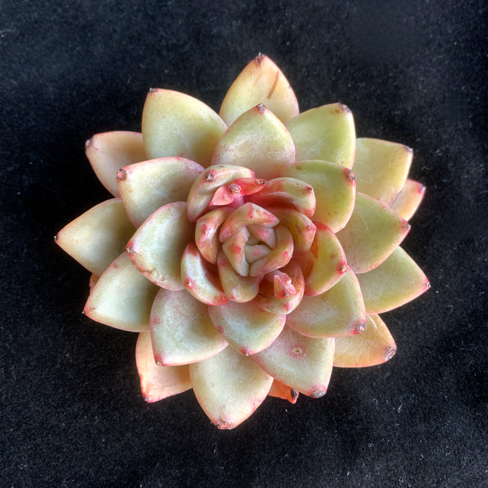 Popular Home Decor Plant - Echeveria 'German Champagne' - Easy-care Drought-tolerant Succulent
