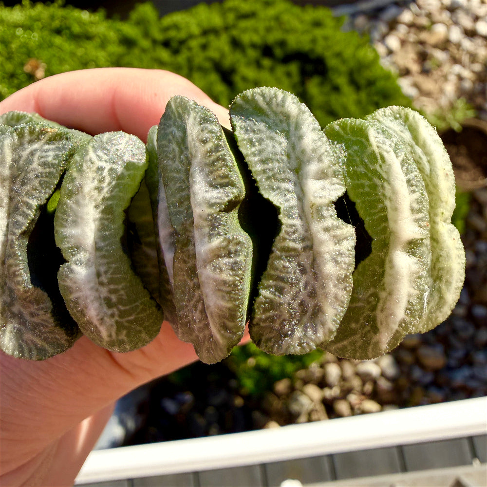 Haworthia Truncata