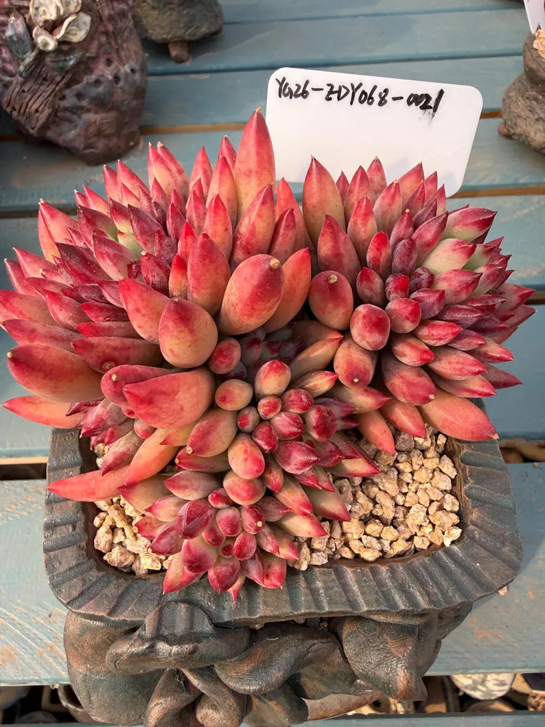 Rare Well-established Succulent --❉ Echeveria 'Pink Cherry' Gen 2 ❉–- Carefully for 42+ Months WYSIWYG Plant No. EDY068-0021