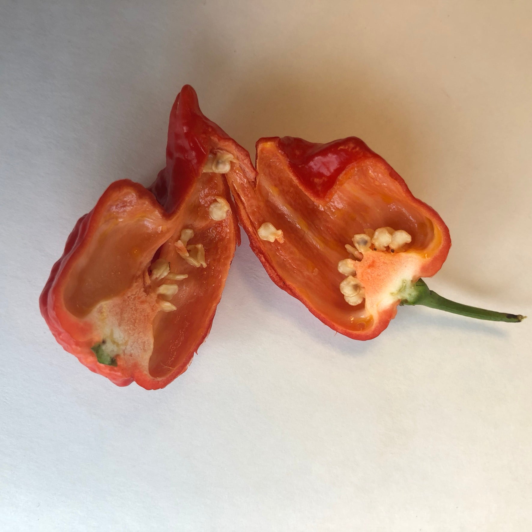 King Naga Jolokia  - Seeds