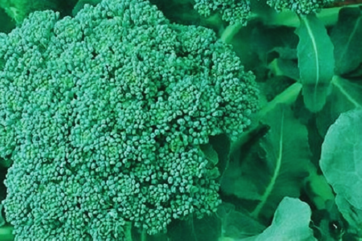 Broccoli Seeds for Sprouting - Non-GMO Brassica oleracea var. italica Seeds - Indoor & Outdoor Sprouting Pack