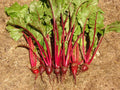 200 Crosby's Egyptian Beet Seeds