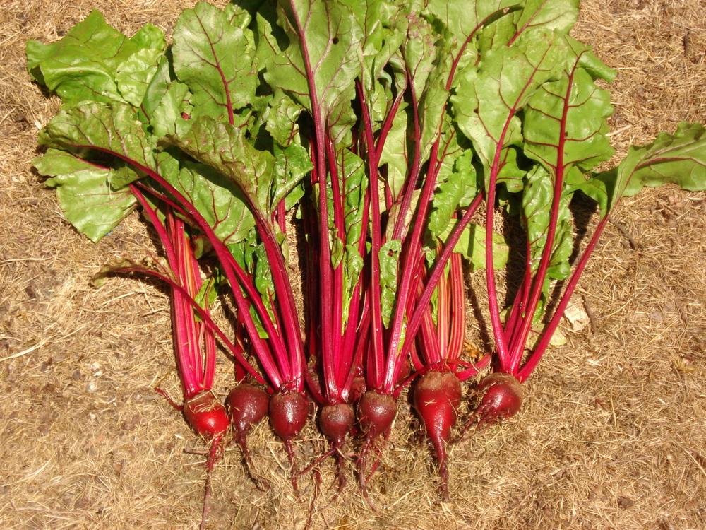 200 Crosby's Egyptian Beet Seeds