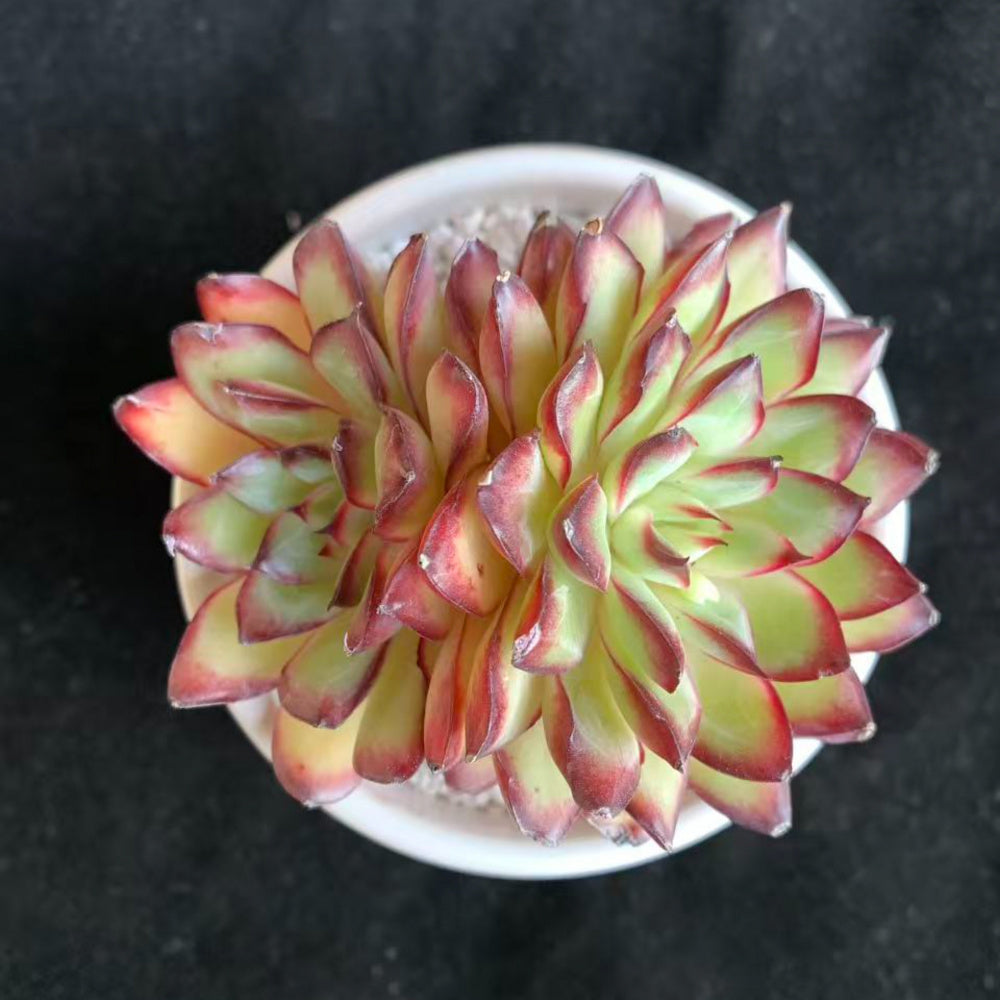 Echeveria 'Crimson Flame'