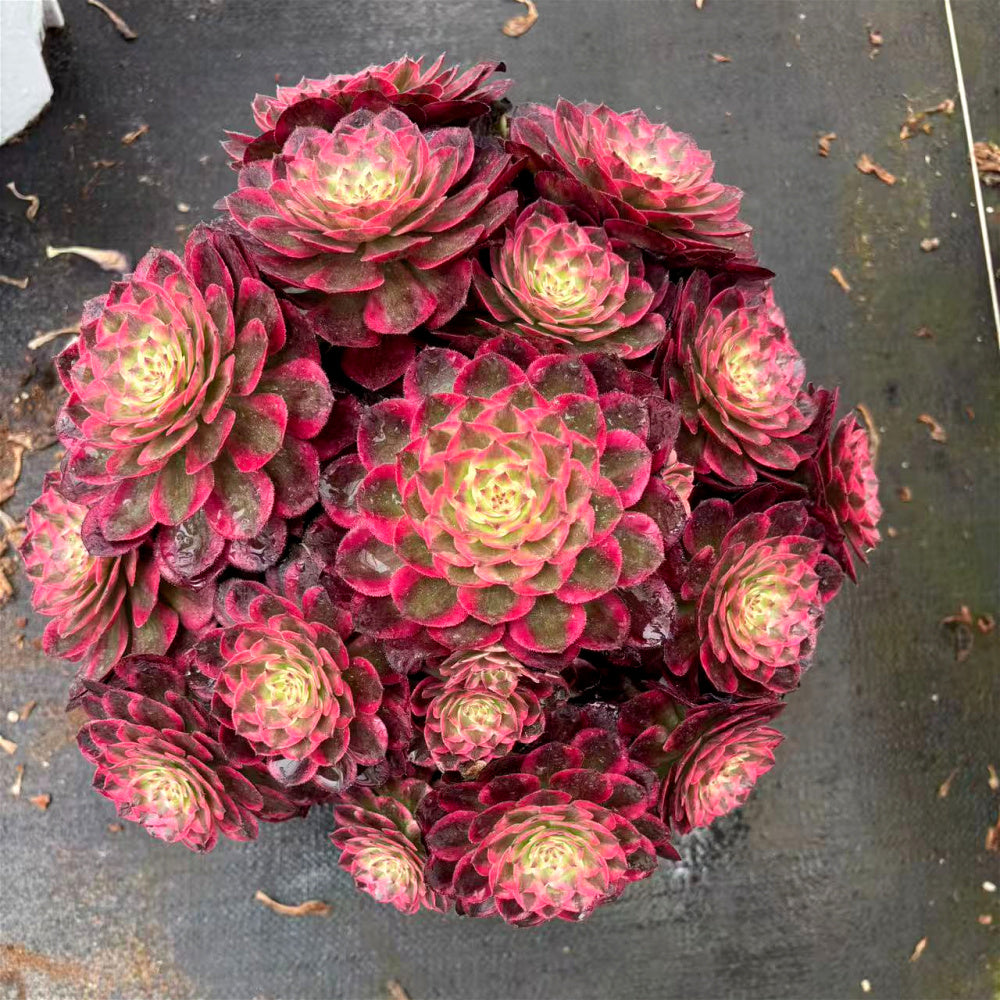 Aeonium 'Peacock Plume' Variegata - Extra-Large 12" A Lush Floral-bouquet Appearance Succulent - Striking Collectible Plant