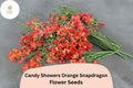 Candy Showers Orange Snapdragon Seeds - 1000+ Trailing Tangerine Blooms for Gardens & Hanging Baskets