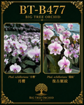 Phalaenopsis schilleriana (月樱 x 龍纹复古脈纹)