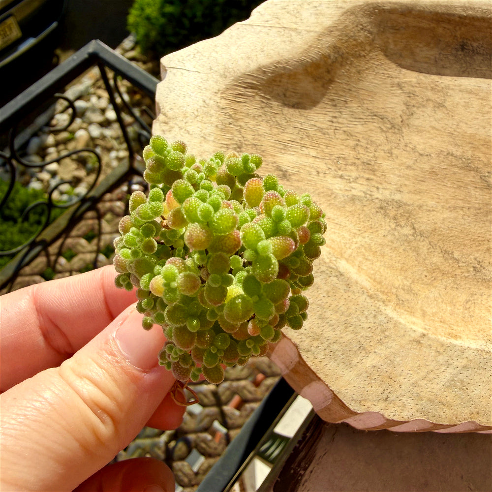 Beautiful Succulent Resemble Candy - Drosanthemum Globosum Cluster 2" - Rare Ice Sugar Ball Plant Mesemb
