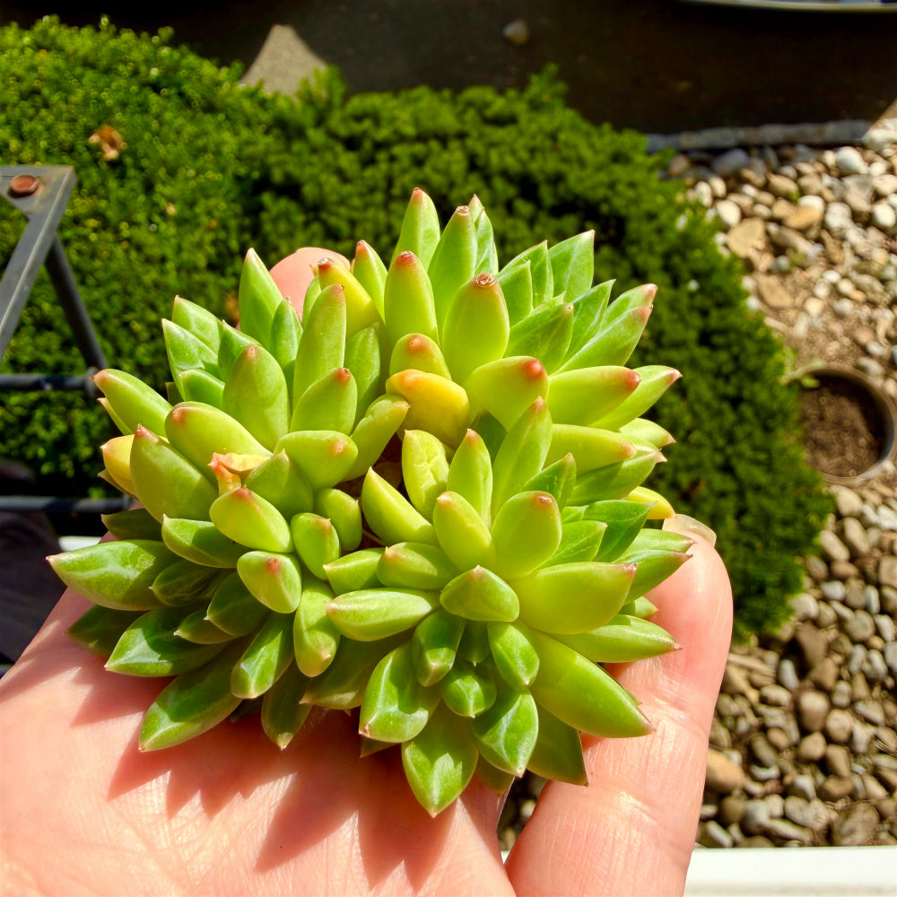 Echeveria 'Oracrium' Cluster 3"-3.5" Across - Sought-after Rare Succulent Live Plant