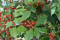 500 mg Ilex opaca American Holly Seeds | Native Evergreen Tree with Red Berries for Gardens & Wildlife
