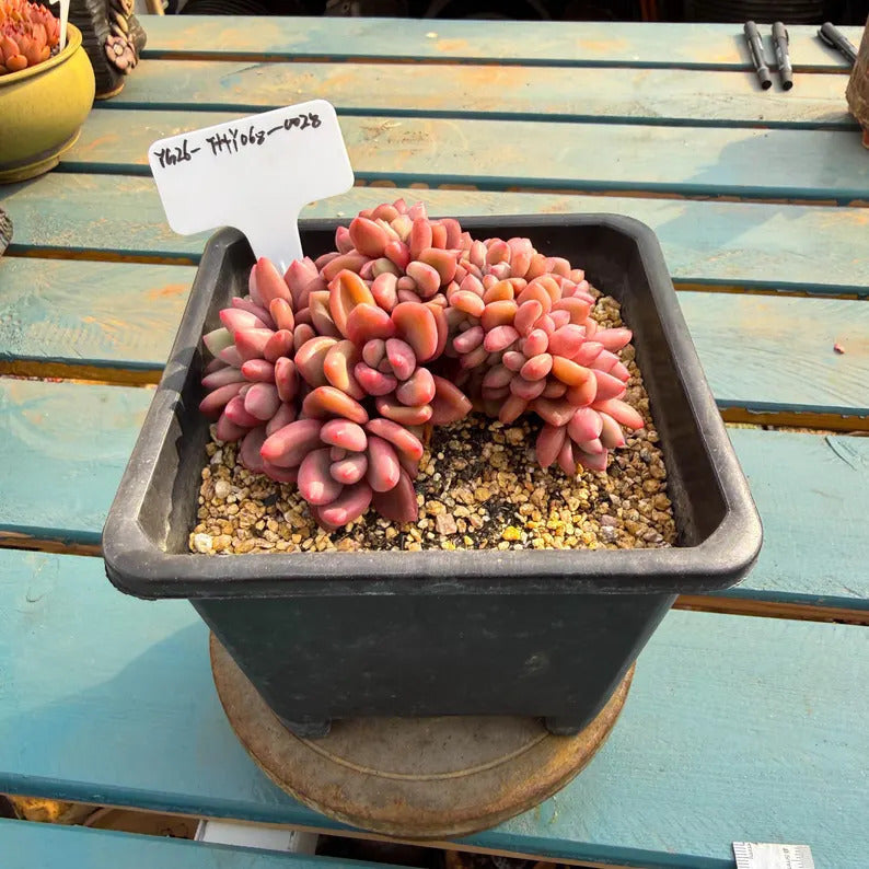 Exact Plant Shown ID: THY068-0028 – Echeveria Agavoides ‘Quartz’ - Rare Succulent WYSIWYG Collector Live Plant