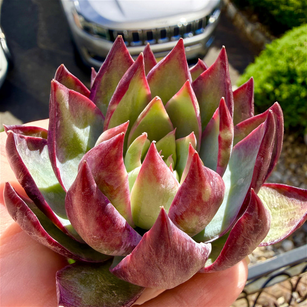 Echeveria Agavoides 'Casio' Variegata ~3"-3.5" Rare Succulent Live Plant