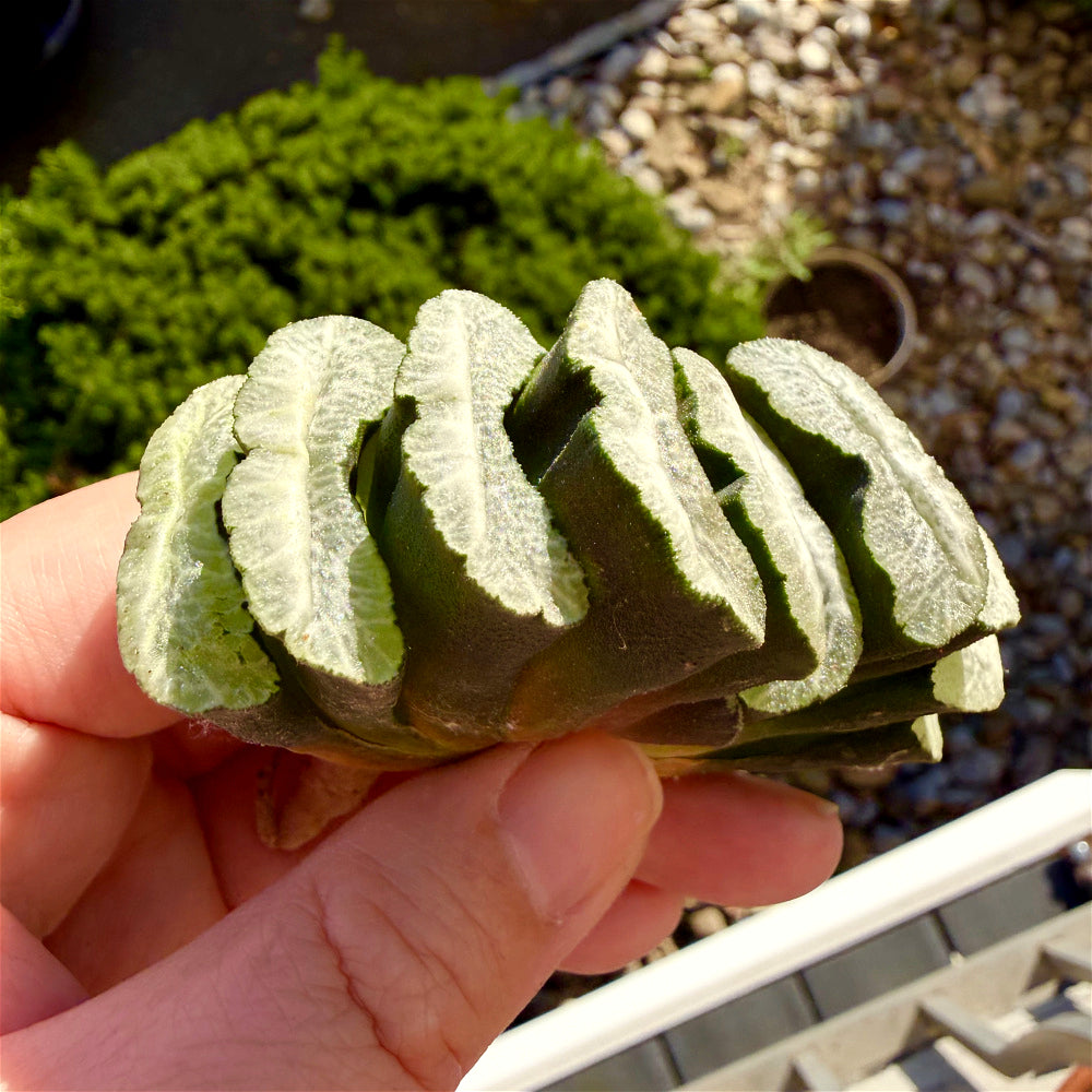 Haworthia Truncata