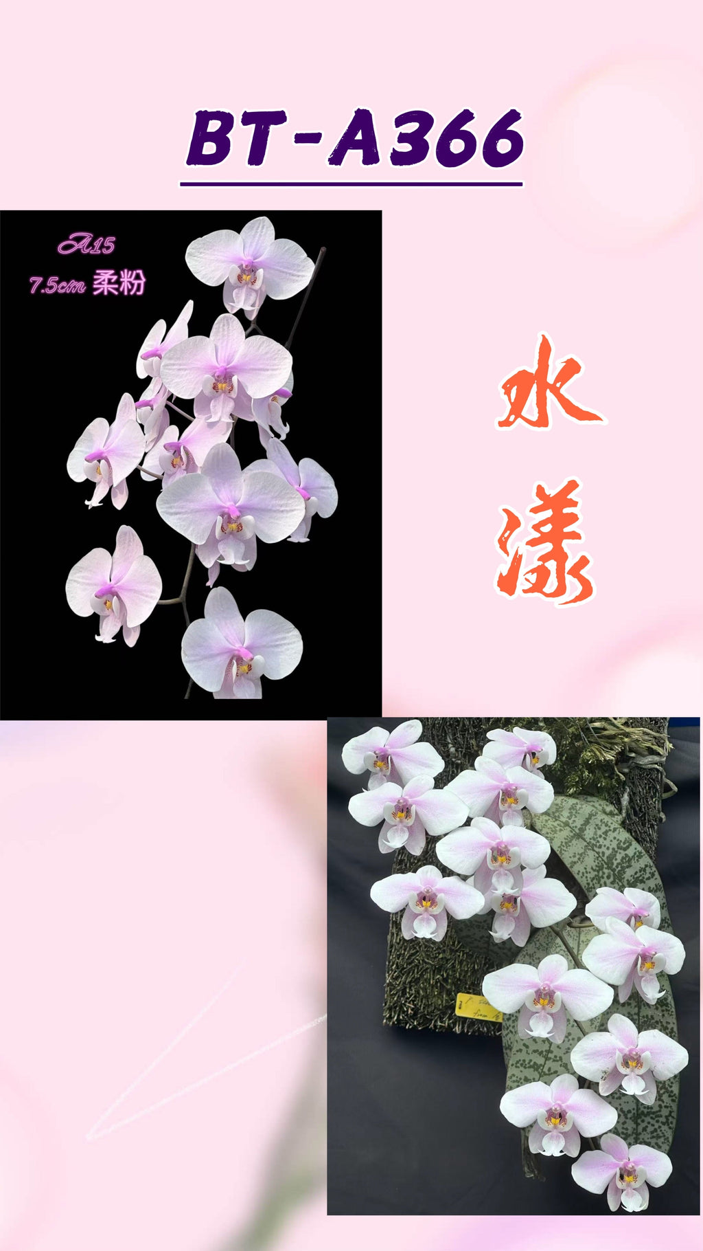 Phalaenopsis schilleriana ‘水漾’
