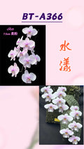 Phalaenopsis schilleriana ‘水漾’