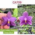 Phalaenopsis (Ludde-Violates 'Deep Blue' x Germaine Vincent 'Blue Jade')