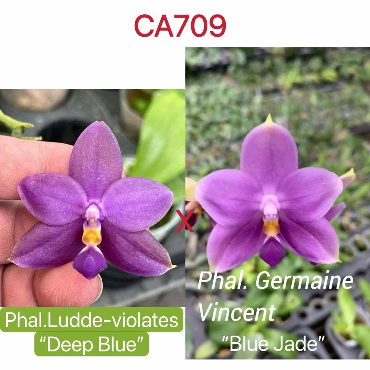 Phalaenopsis (Ludde-Violates 'Deep Blue' x Germaine Vincent 'Blue Jade')