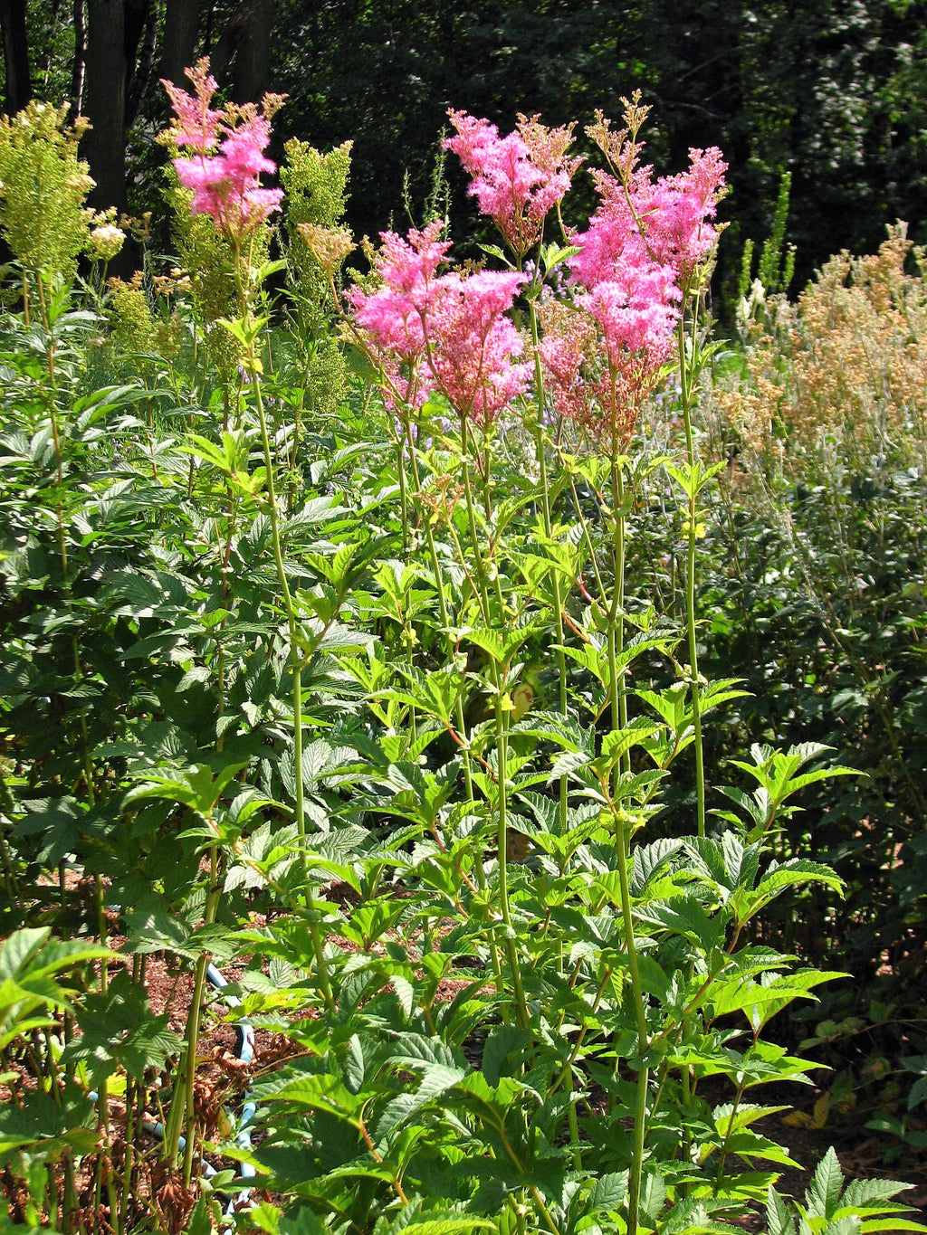 10 QUEEN Of THE PRAIRIE Pink Meadowsweet Filipendula Rubra Flower Seeds