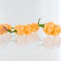 7 Pot Bubblegum Orange Pepper Seeds