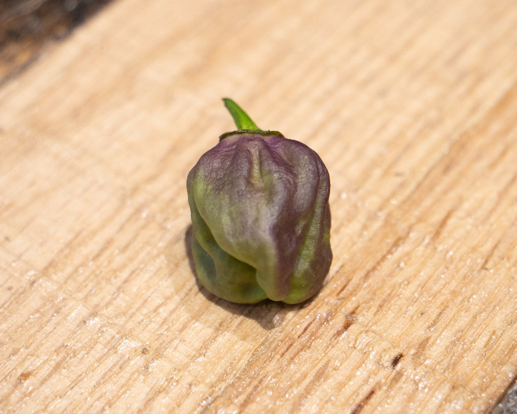 7 Pot Merlot Pepper Seeds
