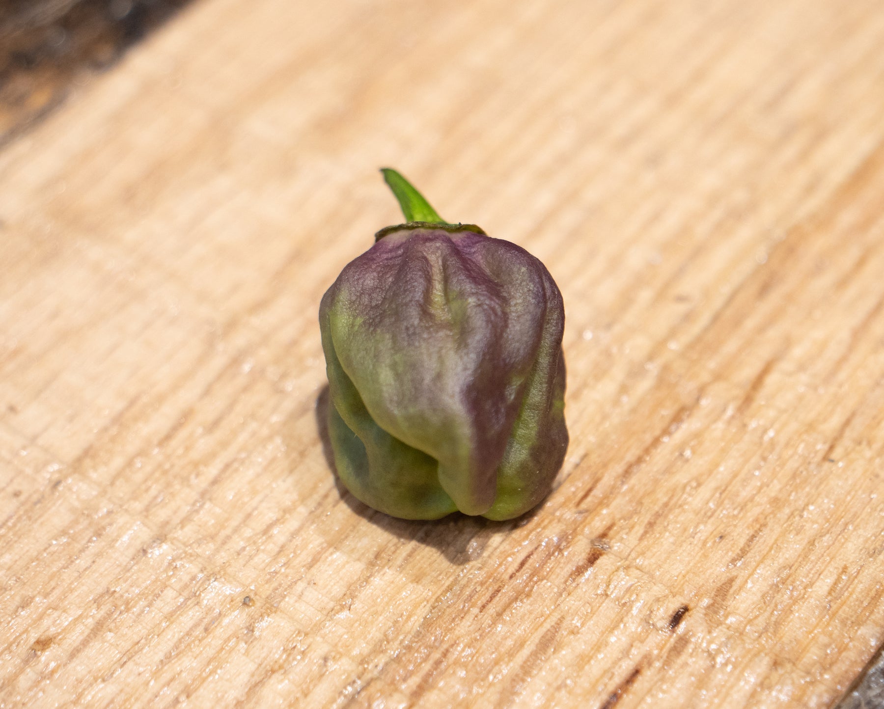 7 Pot Merlot Pepper Seeds