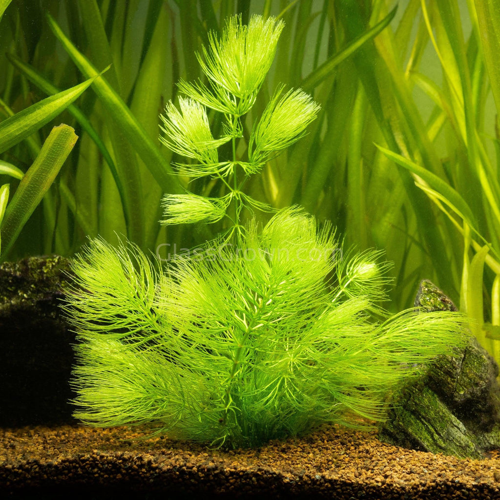 Bunch Hornwort (Ceratophyllum Demersum)