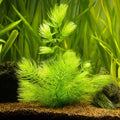Bunch Hornwort (Ceratophyllum Demersum)