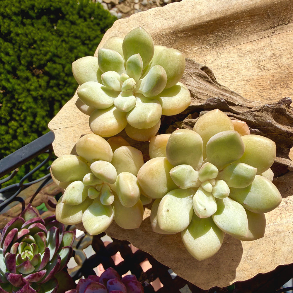 Graptoveria 'Bubble Gum' Multi-stemmed Clustered 3"-3.5"