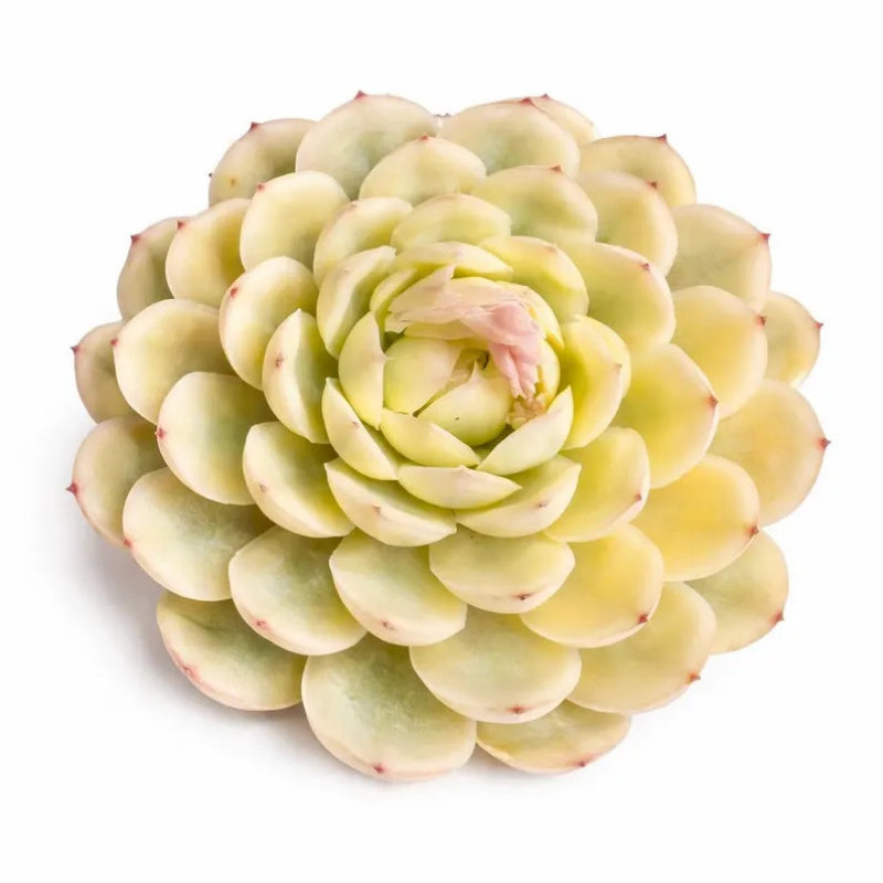 [Mother's Day Gift] Rare Delicate Jelly-like Succulent - Echeveria 'Strawberry Ice' Variegata - Drought-tolerant Hybrid Plant Pot
